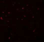 Anti-CALHM1 antibody used in IHC (Paraffin sections) (IHC-P). GTX85207