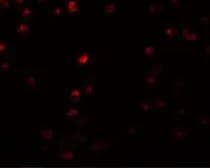 Anti-OCIAD2 antibody used in Immunocytochemistry/ Immunofluorescence (ICC/IF). GTX85233