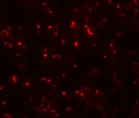 Anti-OCIAD1 antibody used in Immunocytochemistry/ Immunofluorescence (ICC/IF). GTX85234