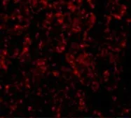 Anti-GOLPH3 antibody used in IHC (Paraffin sections) (IHC-P). GTX85238