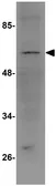 Anti-TBKBP1 antibody used in Western Blot (WB). GTX85248