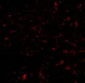 Anti-CCDC134 antibody used in IHC (Paraffin sections) (IHC-P). GTX85268