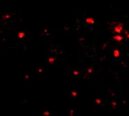 Anti-FEZ2 antibody used in IHC (Paraffin sections) (IHC-P). GTX85422