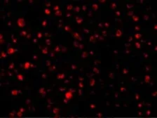 Anti-PTRH2 antibody used in Immunocytochemistry/ Immunofluorescence (ICC/IF). GTX85498