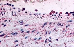 Anti-PTPMT1 antibody used in IHC (Paraffin sections) (IHC-P). GTX85666