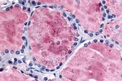 Anti-PDE8B antibody used in IHC (Paraffin sections) (IHC-P). GTX85801
