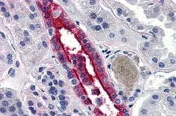 Anti-Aquaporin 2 antibody used in IHC (Paraffin sections) (IHC-P). GTX85895