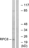 Anti-POLR3H antibody used in Western Blot (WB). GTX86969