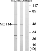 Anti-MCT14 antibody used in Western Blot (WB). GTX87051