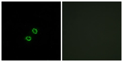 Anti-KIR2DL5B antibody used in Immunocytochemistry/ Immunofluorescence (ICC/IF). GTX87112