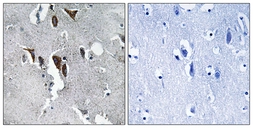 Anti-ELOVL5 antibody used in IHC (Paraffin sections) (IHC-P). GTX87413