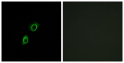 Anti-INSL4 antibody used in Immunocytochemistry/ Immunofluorescence (ICC/IF). GTX87508
