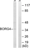 Anti-BORG4 antibody used in Western Blot (WB). GTX87556
