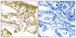 Anti-MED23 antibody used in IHC (Paraffin sections) (IHC-P). GTX87948