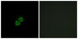 Anti-APOA1BP antibody used in Immunocytochemistry/ Immunofluorescence (ICC/IF). GTX87985