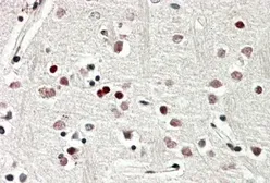 Anti-SOX3 antibody, C-term used in IHC (Paraffin sections) (IHC-P). GTX88078