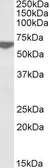 Anti-RAP1 antibody, C-term used in Western Blot (WB). GTX88131
