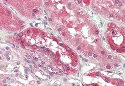 Anti-PDE1A antibody, C-term used in IHC (Paraffin sections) (IHC-P). GTX88149
