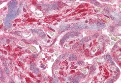 Anti-DLX5 antibody, Internal used in IHC (Paraffin sections) (IHC-P). GTX88434