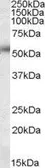 Anti-Orai1 antibody, Internal used in Western Blot (WB). GTX88489