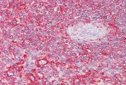 Anti-CTLA + CTLB antibody, Internal used in IHC (Paraffin sections) (IHC-P). GTX88557