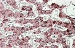 Anti-SCP2 antibody, Internal used in IHC (Paraffin sections) (IHC-P). GTX88705