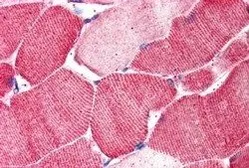 Anti-ARSB antibody, Internal used in IHC (Paraffin sections) (IHC-P). GTX88904