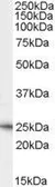 Anti-Neurturin antibody, C-term used in Western Blot (WB). GTX88984