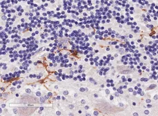 Anti-Iba1 (isoforms 1 + 3) antibody, C-term used in IHC (Paraffin sections) (IHC-P). GTX89048