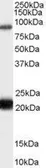 Anti-RASAL1 antibody, C-term used in Western Blot (WB). GTX89190