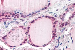 Anti-FBXL3 antibody, N-term used in IHC (Paraffin sections) (IHC-P). GTX89255