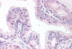 Anti-ERG antibody, C-term used in IHC (Paraffin sections) (IHC-P). GTX89421