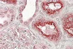 Anti-VPS11 antibody, Internal used in IHC (Paraffin sections) (IHC-P). GTX89450