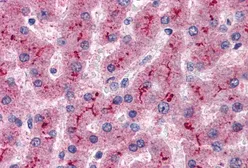 Anti-Factor H antibody, Internal used in IHC (Paraffin sections) (IHC-P). GTX89512