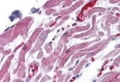 Anti-RAE1 antibody, C-term used in IHC (Paraffin sections) (IHC-P). GTX89517