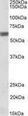 Anti-Osteopontin antibody, C-term used in Western Blot (WB). GTX89519