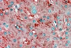 Anti-Apolipoprotein E antibody, C-term used in IHC (Paraffin sections) (IHC-P). GTX89549