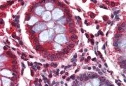 Anti-GAD65 antibody, Internal used in IHC (Paraffin sections) (IHC-P). GTX89575