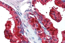 Anti-Sorbitol Dehydrogenase antibody, C-term used in IHC (Paraffin sections) (IHC-P). GTX89635