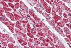 Anti-VDAC2 antibody, C-term used in IHC (Paraffin sections) (IHC-P). GTX89782
