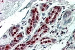 Anti-ANP32B antibody, C-term used in IHC (Paraffin sections) (IHC-P). GTX89831