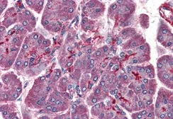 Anti-LIS1 antibody, C-term used in IHC (Paraffin sections) (IHC-P). GTX89916