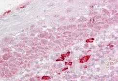 Anti-DAP3 antibody, C-term used in IHC (Paraffin sections) (IHC-P). GTX89921