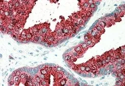 Anti-ELMO3 antibody, C-term used in IHC (Paraffin sections) (IHC-P). GTX89943