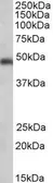 Anti-SEC61A1 antibody, C-term used in Western Blot (WB). GTX89964